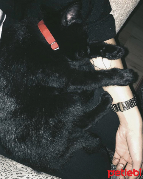Bombay, Kedi  Miya fotoğrafı