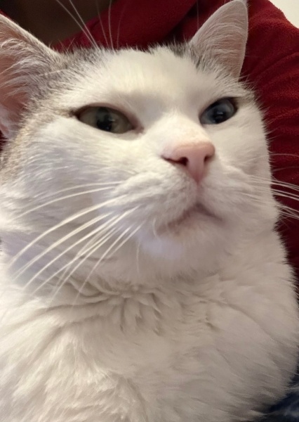 Van Kedisi, Kedi  Chivas fotoğrafı