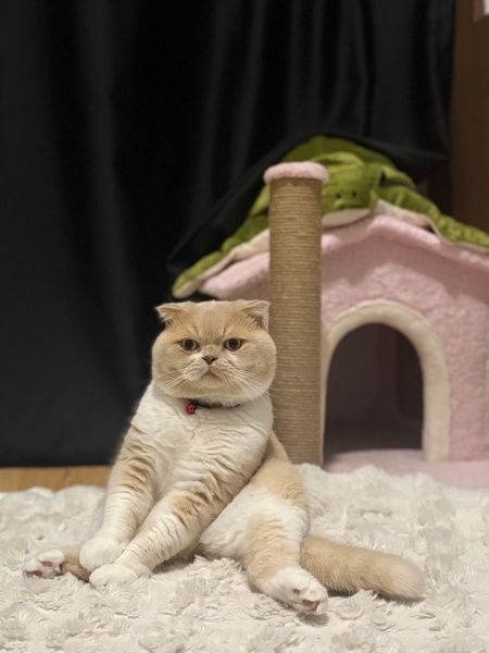 Scottish Fold, Kedi  RÜZGAR fotoğrafı