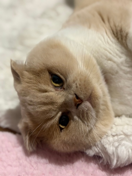 Scottish Fold, Kedi  RÜZGAR fotoğrafı