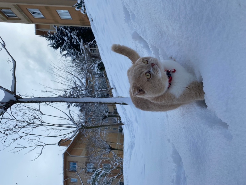 Scottish Fold, Kedi  RÜZGAR fotoğrafı