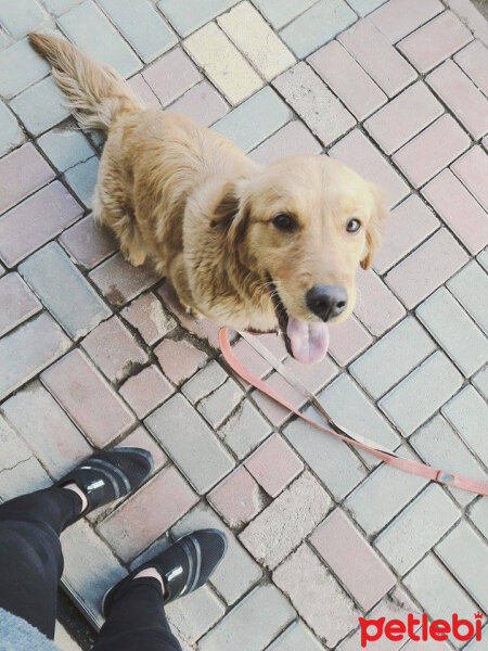 Golden Retriever, Köpek  şila fotoğrafı