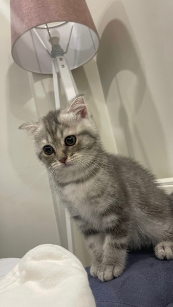 Scottish Fold, Kedi  Luna fotoğrafı