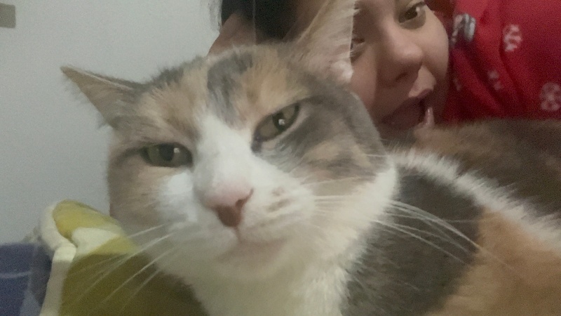 Tekir Kedi, Kedi  Purple fotoğrafı