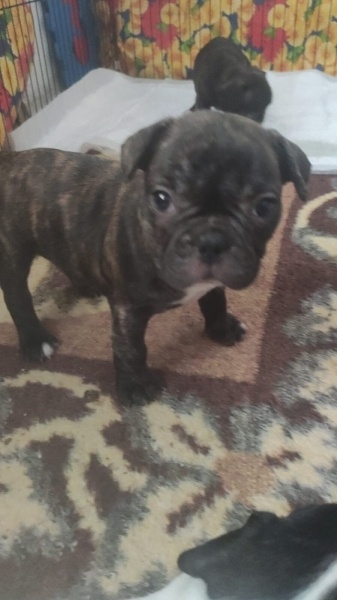 Fransız Bulldog, Köpek  İsimsiz fotoğrafı