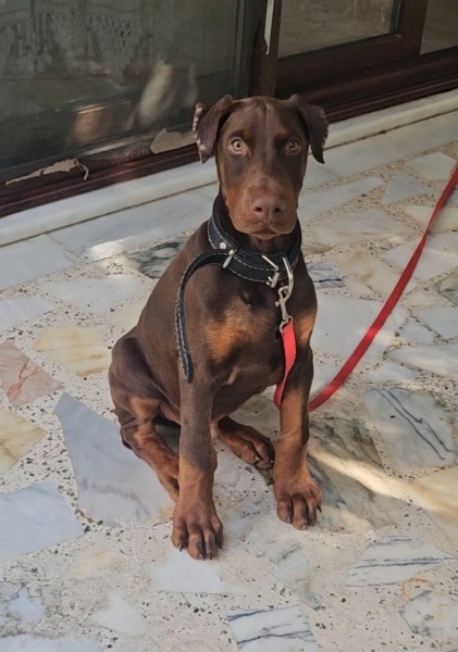 Doberman Pinscher, Köpek  Sirius fotoğrafı