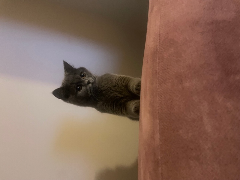 British Shorthair, Kedi  Lila fotoğrafı