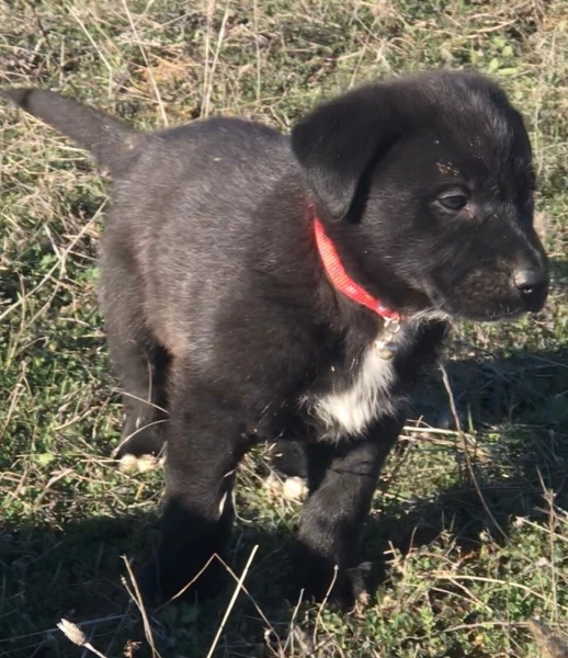 Labrador Retriever, Köpek  Rubi fotoğrafı