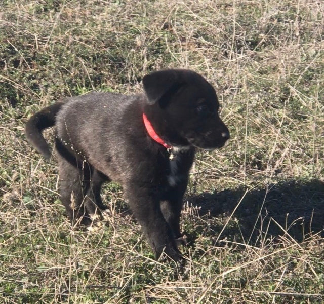 Labrador Retriever, Köpek  Rubi fotoğrafı