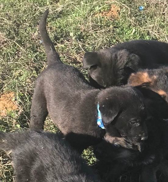 Labrador Retriever, Köpek  Buddy fotoğrafı