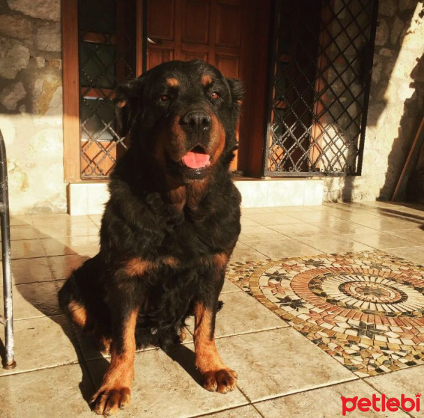 Rottweiler, Köpek  Bozo fotoğrafı