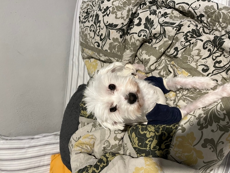 Maltese, Köpek  Leydi fotoğrafı