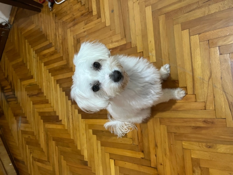 Maltese, Köpek  Leydi fotoğrafı