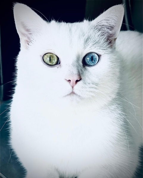 Van Kedisi, Kedi  Gandalf fotoğrafı