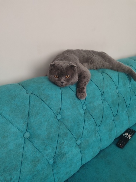 Scottish Fold, Kedi  Duman fotoğrafı