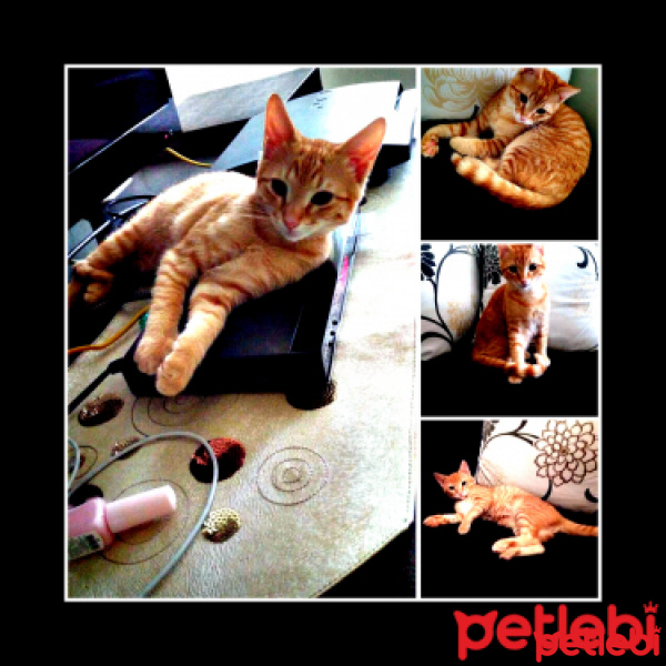 Tekir Kedi, Kedi  güneş cesur fotoğrafı