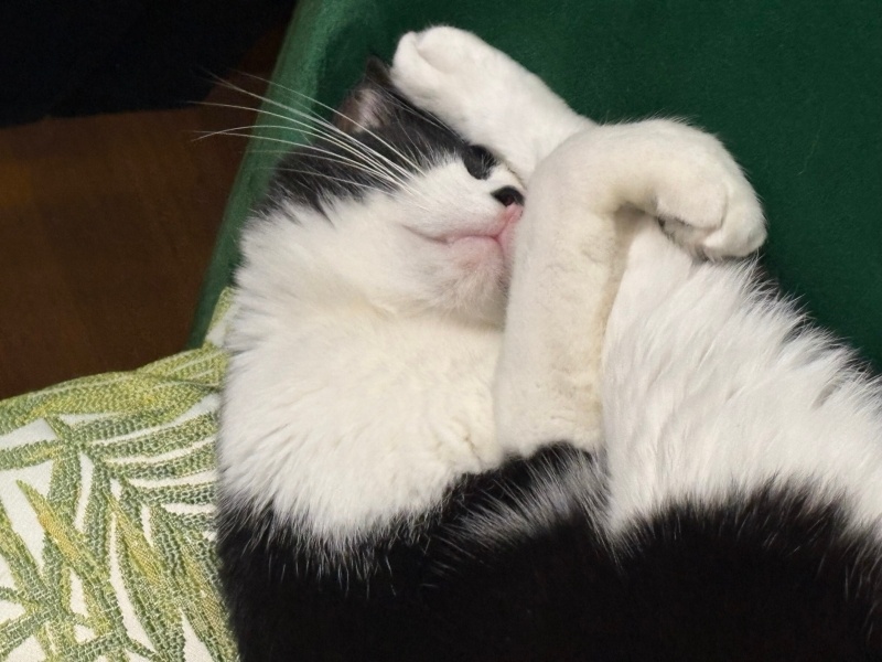 Tuxedo (Smokin) Kedi, Kedi  Zeytin fotoğrafı