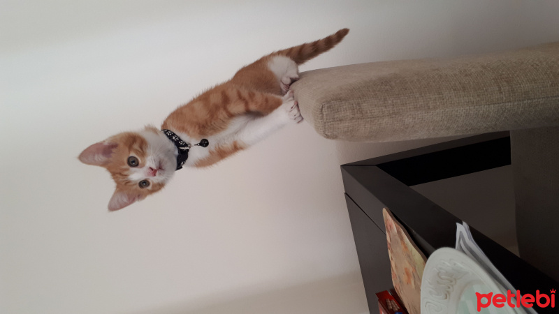Tekir Kedi, Kedi  Pikaçu fotoğrafı