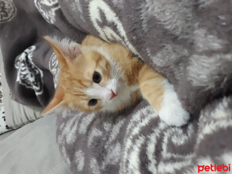 Tekir Kedi, Kedi  Pikaçu fotoğrafı