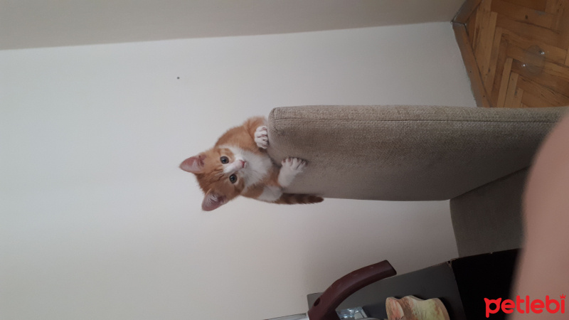 Tekir Kedi, Kedi  Pikaçu fotoğrafı