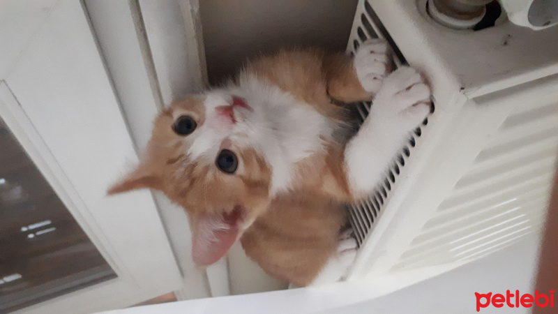 Tekir Kedi, Kedi  Pikaçu fotoğrafı