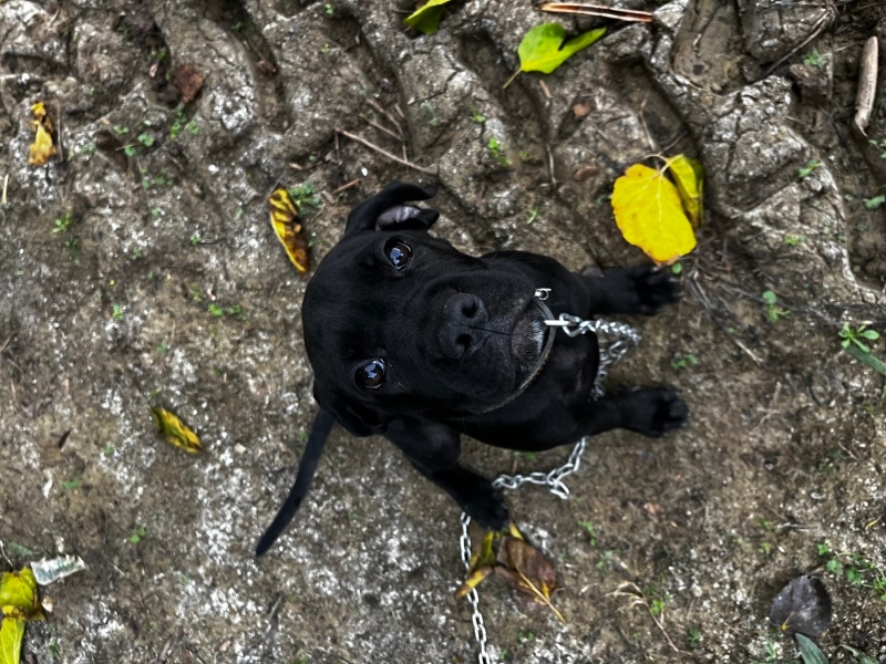 Cane Corso Italiano, Köpek  Mery fotoğrafı