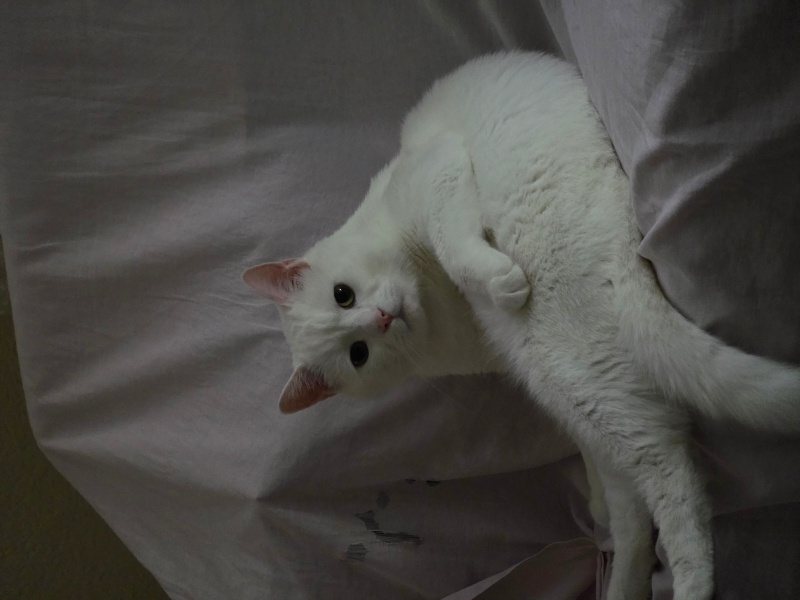 Ankara Kedisi, Kedi  Casper fotoğrafı