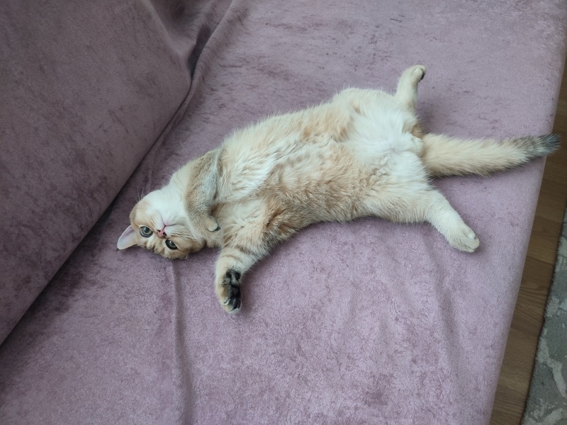 British Shorthair, Kedi  Simba fotoğrafı