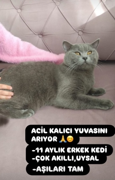 British Shorthair, Kedi  Pati fotoğrafı