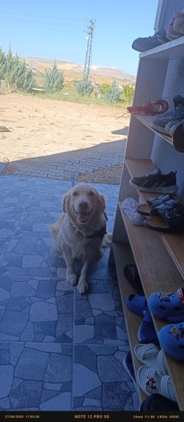 Golden Retriever, Köpek  Saşa fotoğrafı