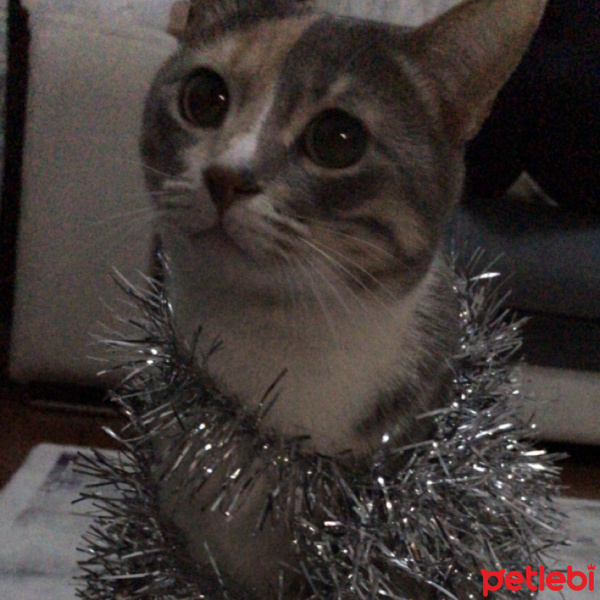 Tekir Kedi, Kedi  Morfin fotoğrafı