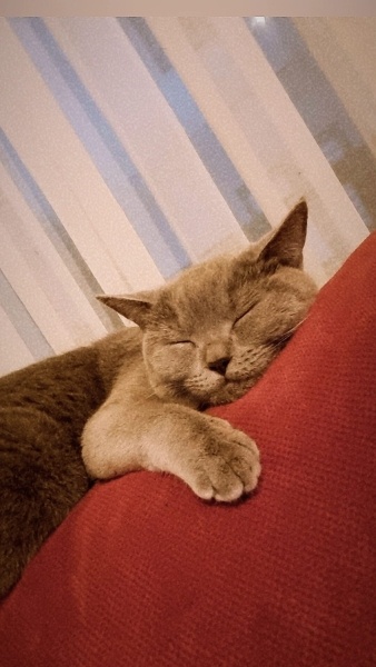 British Shorthair, Kedi  MİA fotoğrafı