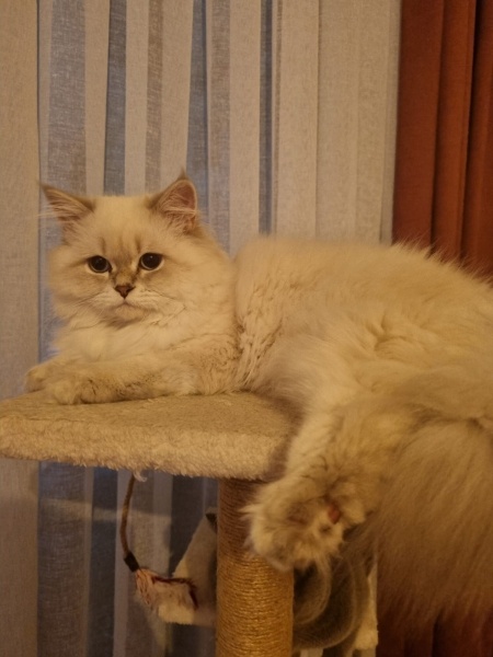 British Longhair, Kedi  EVA fotoğrafı