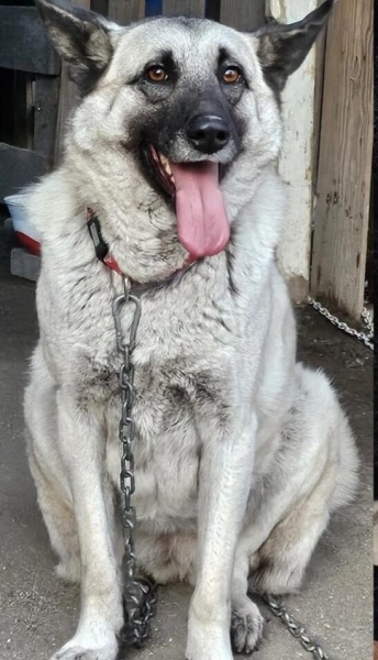 Kangal, Köpek  TANGO fotoğrafı