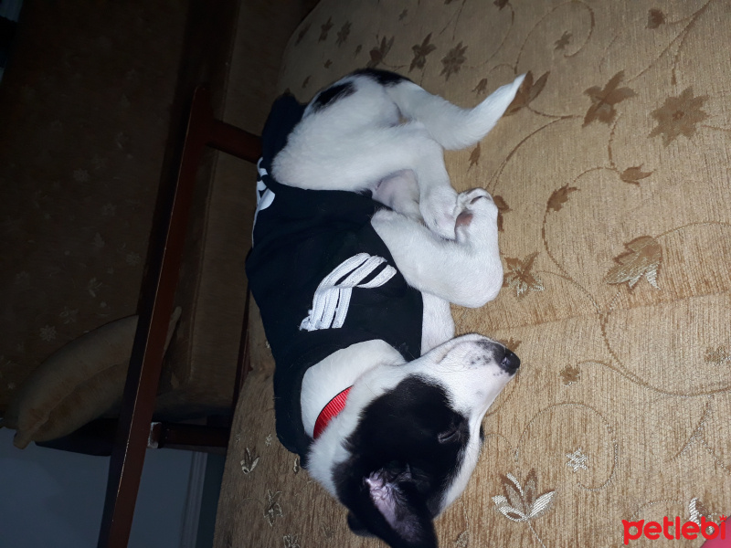 Sokö (Sokak Köpeği), Köpek  Bella fotoğrafı