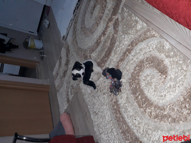 Sokö (Sokak Köpeği), Köpek  Bella fotoğrafı