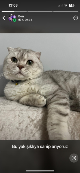 Scottish Fold, Kedi  Pablo fotoğrafı