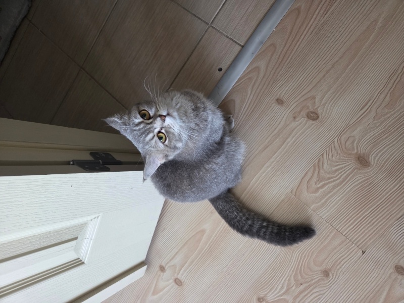 British Shorthair, Kedi  Yağmur fotoğrafı