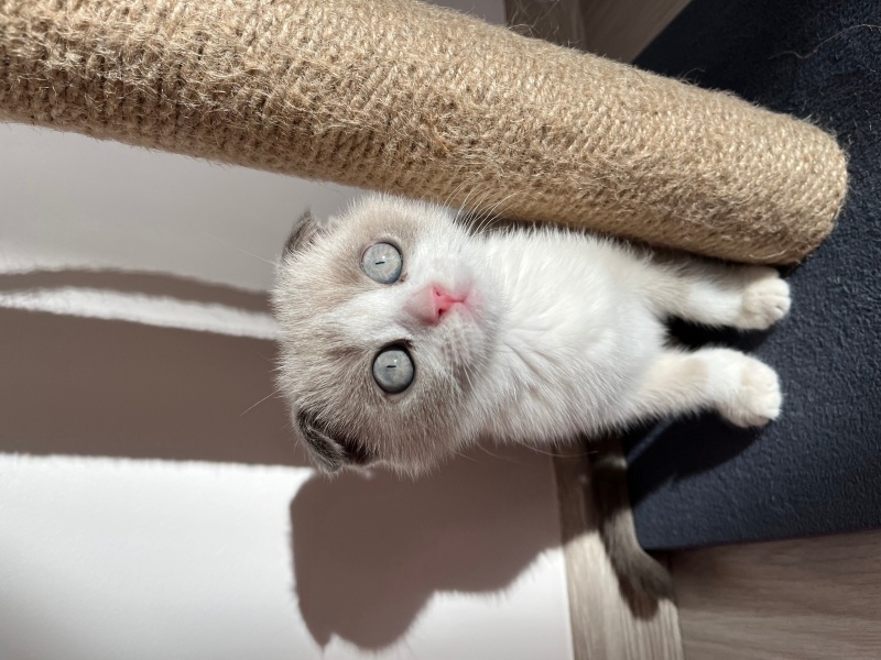 Scottish Fold, Kedi  Kumsal fotoğrafı