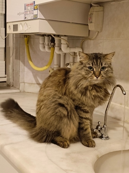 Tekir Kedi, Kedi  Karamel fotoğrafı