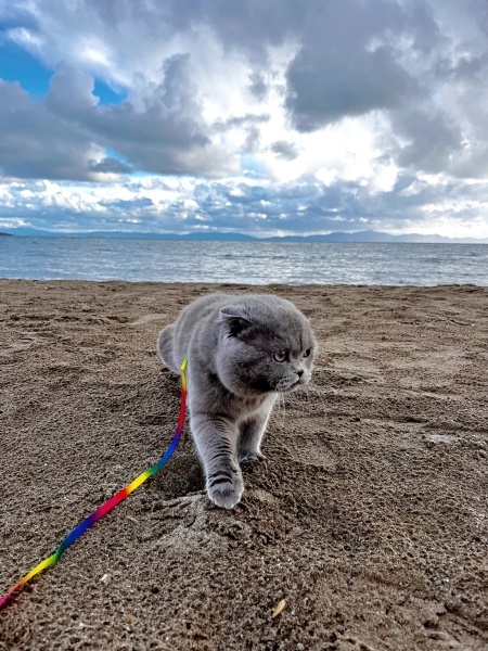 Scottish Fold, Kedi  Mono fotoğrafı