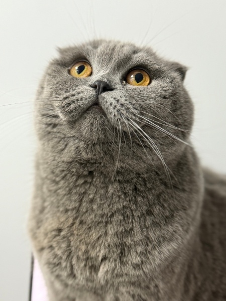 Scottish Fold, Kedi  Maya fotoğrafı