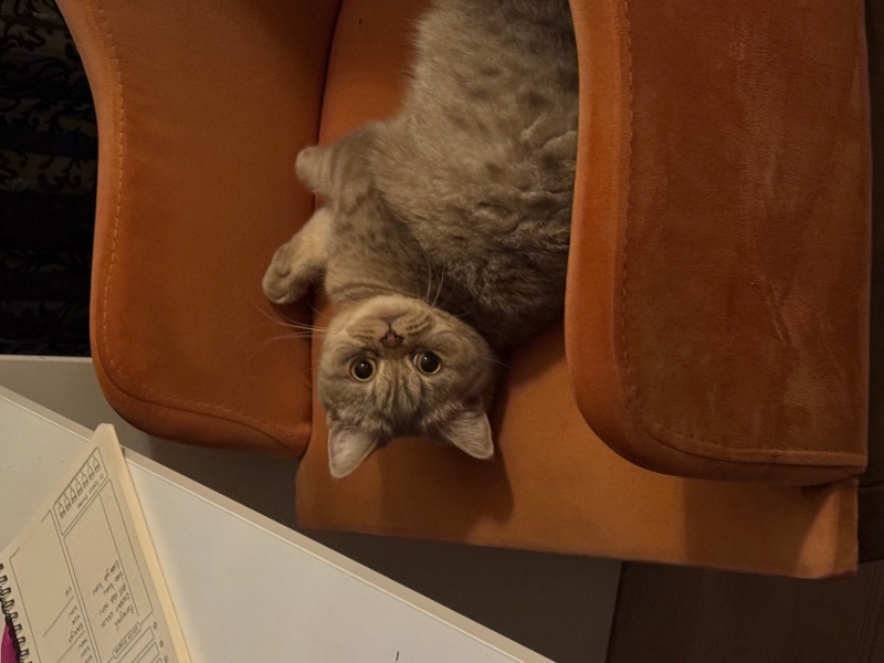 British Shorthair, Kedi  bıdık fotoğrafı