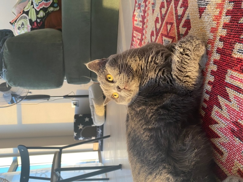 British Shorthair, Kedi  Mia fotoğrafı