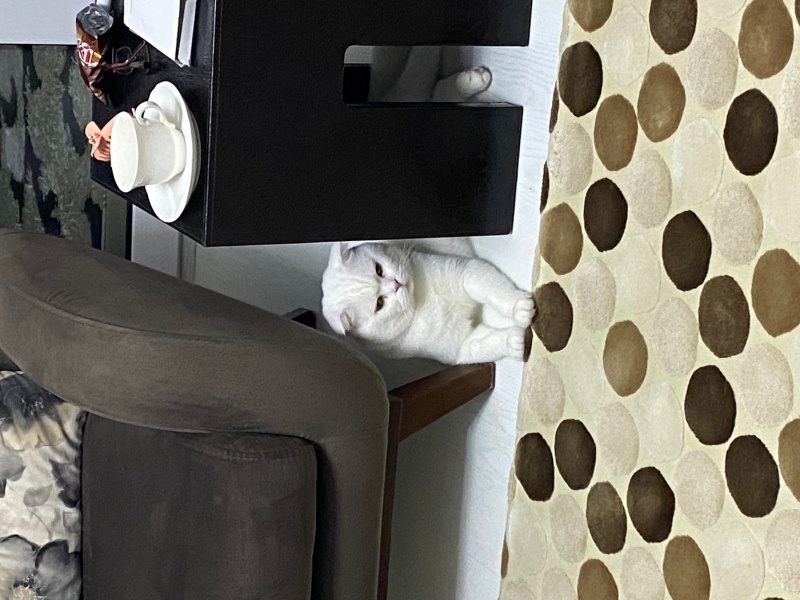 Scottish Fold, Kedi  Bulut fotoğrafı