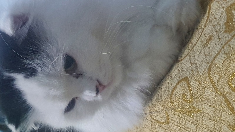 Brazilian Shorthair, Kedi  Hera fotoğrafı