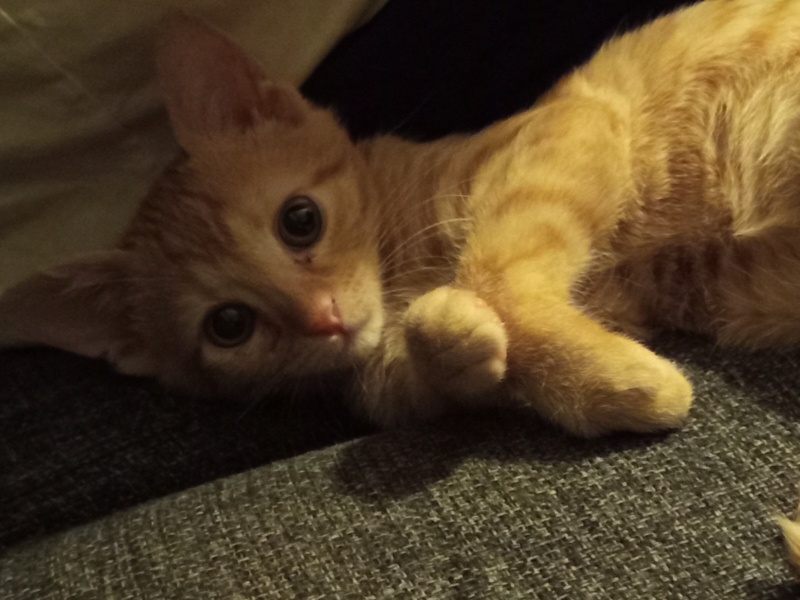 Sarman, Kedi  Tarçın fotoğrafı