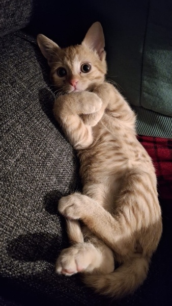 Sarman, Kedi  Tarçın fotoğrafı