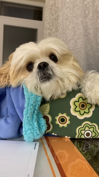 Shih Tzu, Köpek  abby fotoğrafı