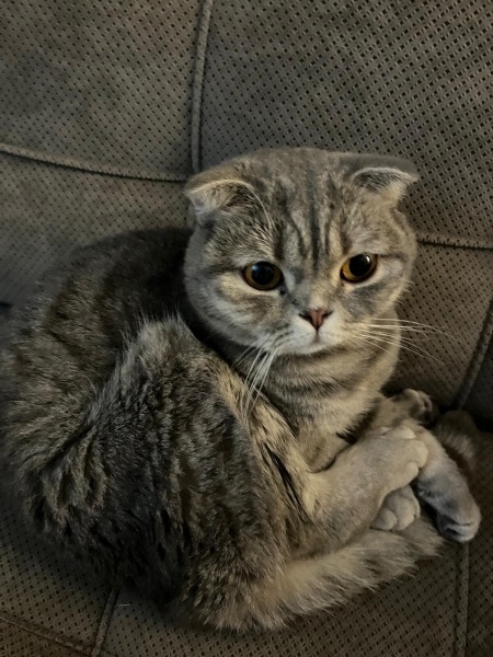 Scottish Fold, Kedi  Şila fotoğrafı